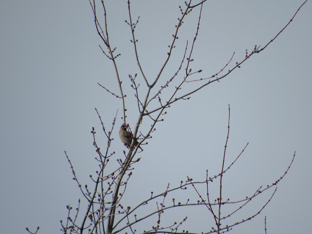 Bohemian Waxwing - ML646449545