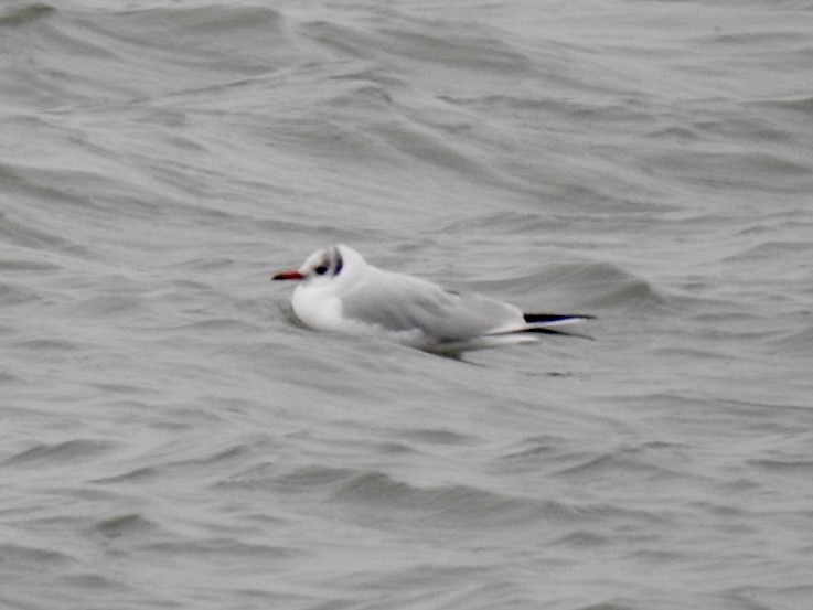 Хүрэн толгойт цахлай - ML646449546