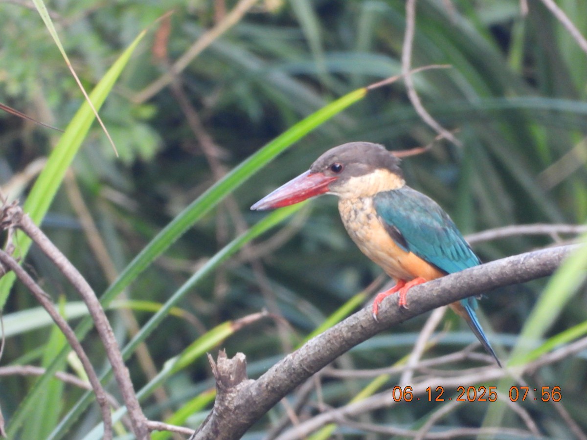Stork-billed Kingfisher - ML646449550