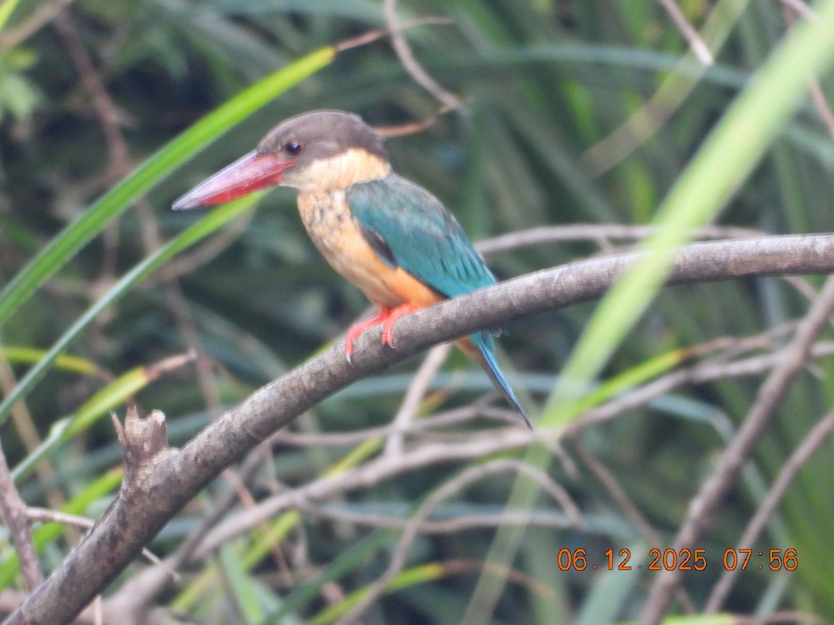 Stork-billed Kingfisher - ML646449551