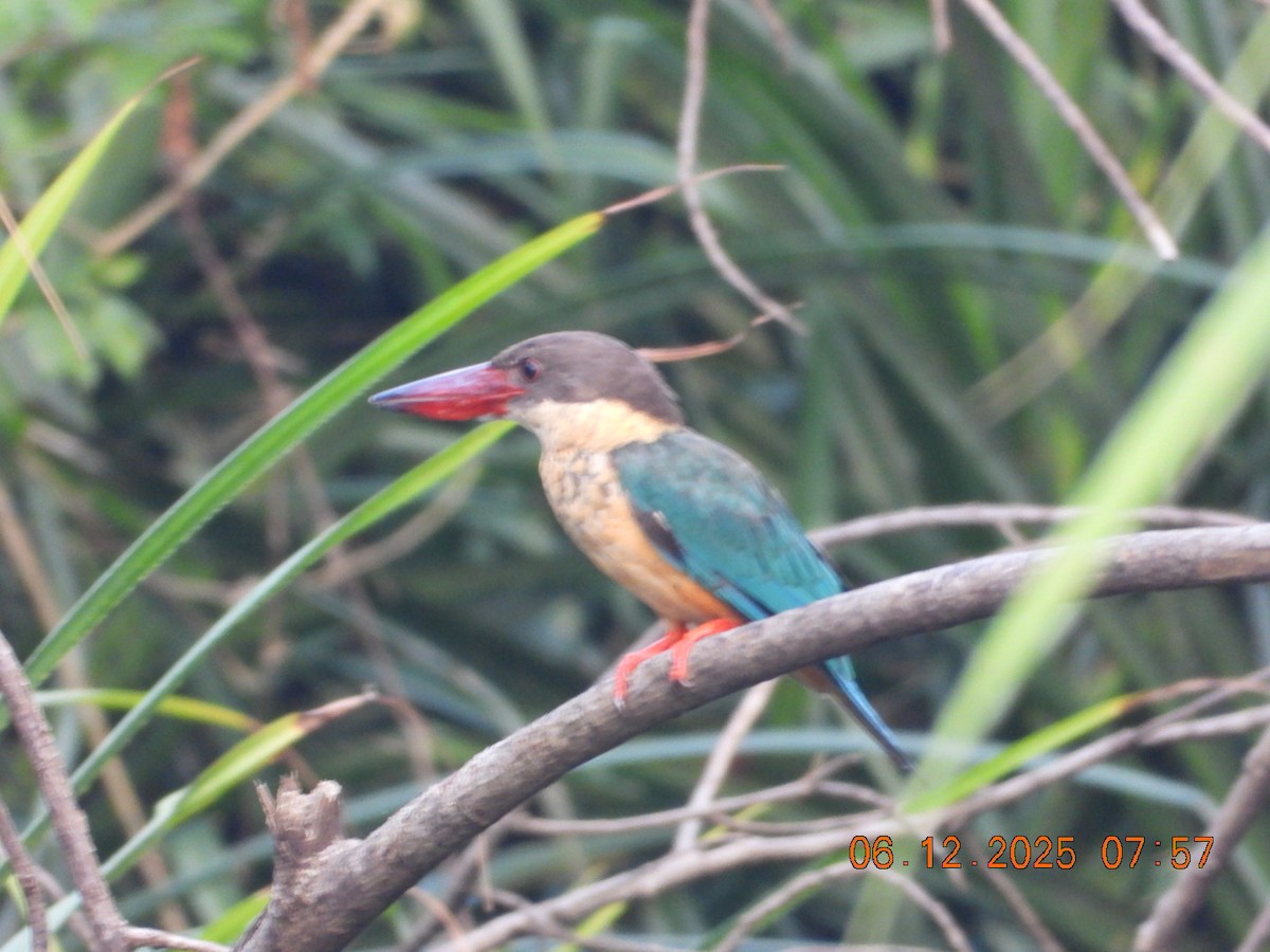 Stork-billed Kingfisher - ML646449552
