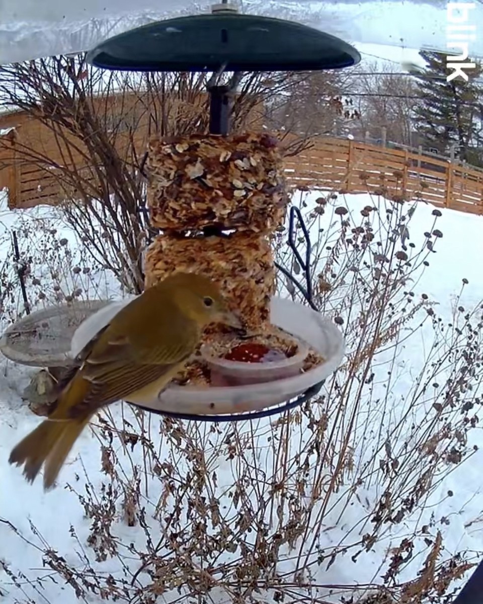 Kırmızı Piranga - ML646449554