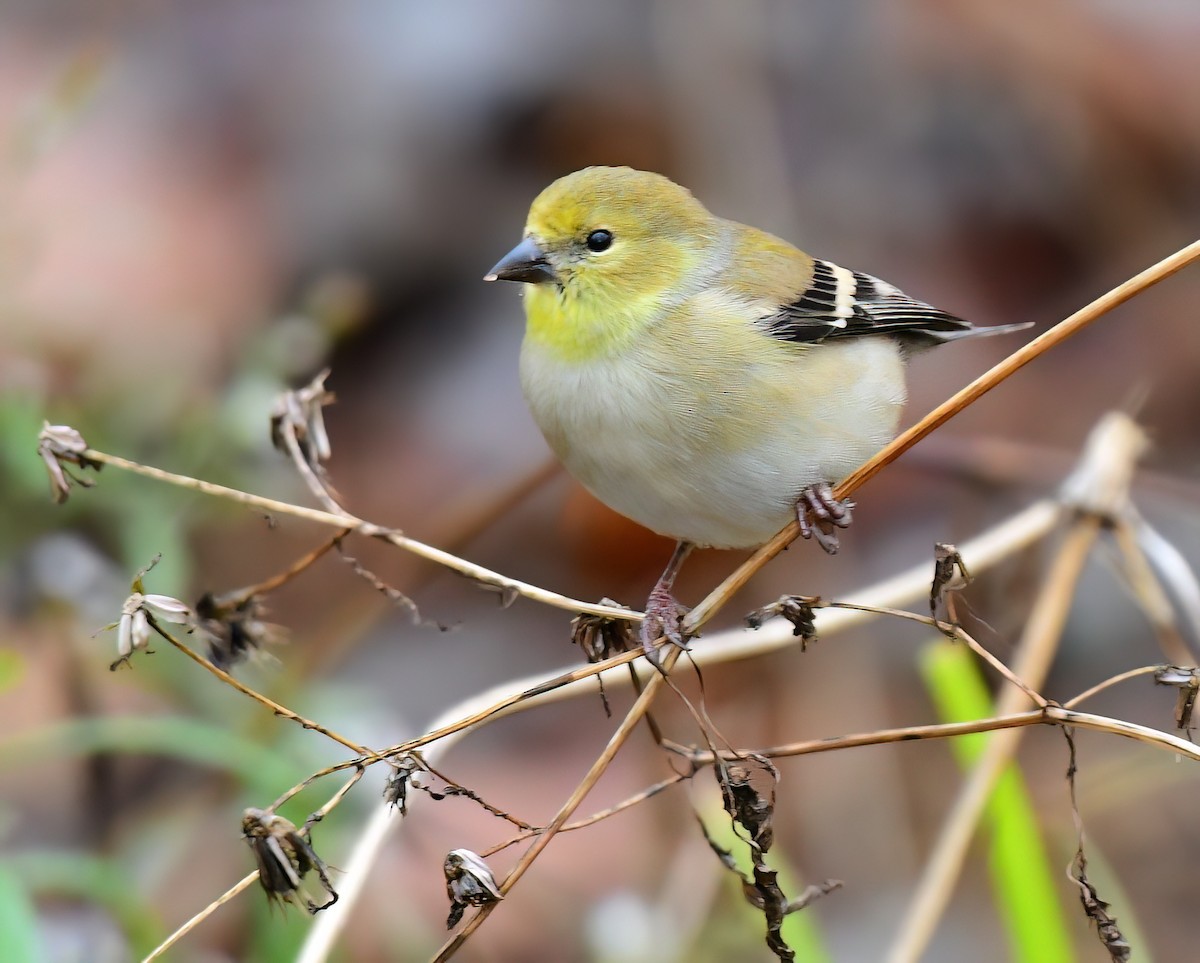 American Goldfinch - ML646449555