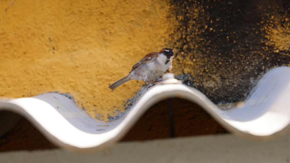Cape Verde Sparrow - ML646449556