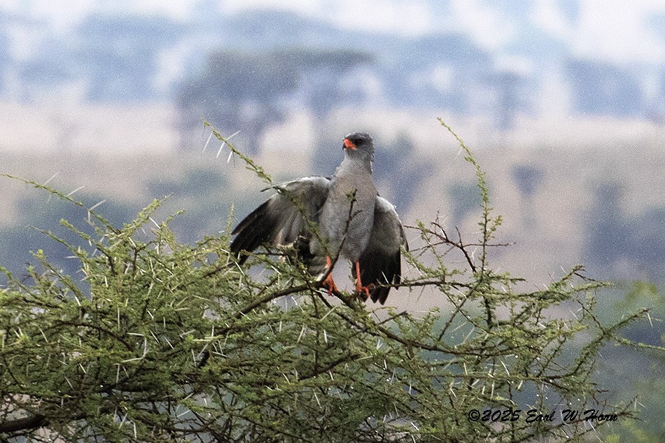 Dark Chanting-Goshawk - ML646449557