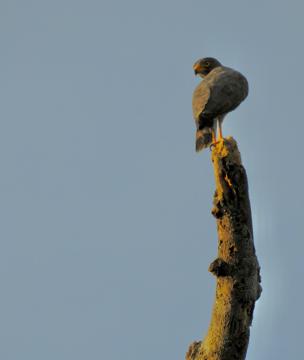 Roadside Hawk - ML646449558