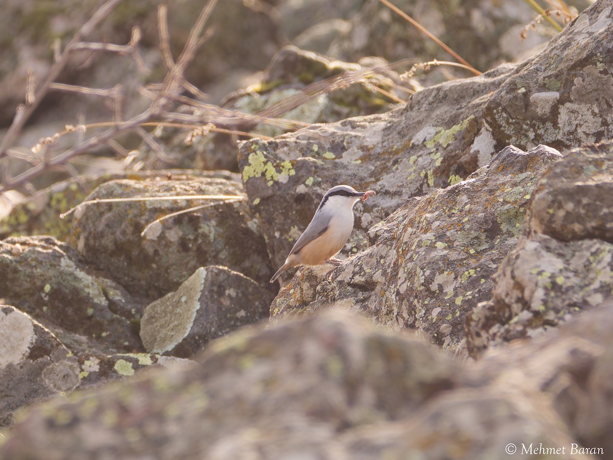 Western Rock Nuthatch - ML646449559