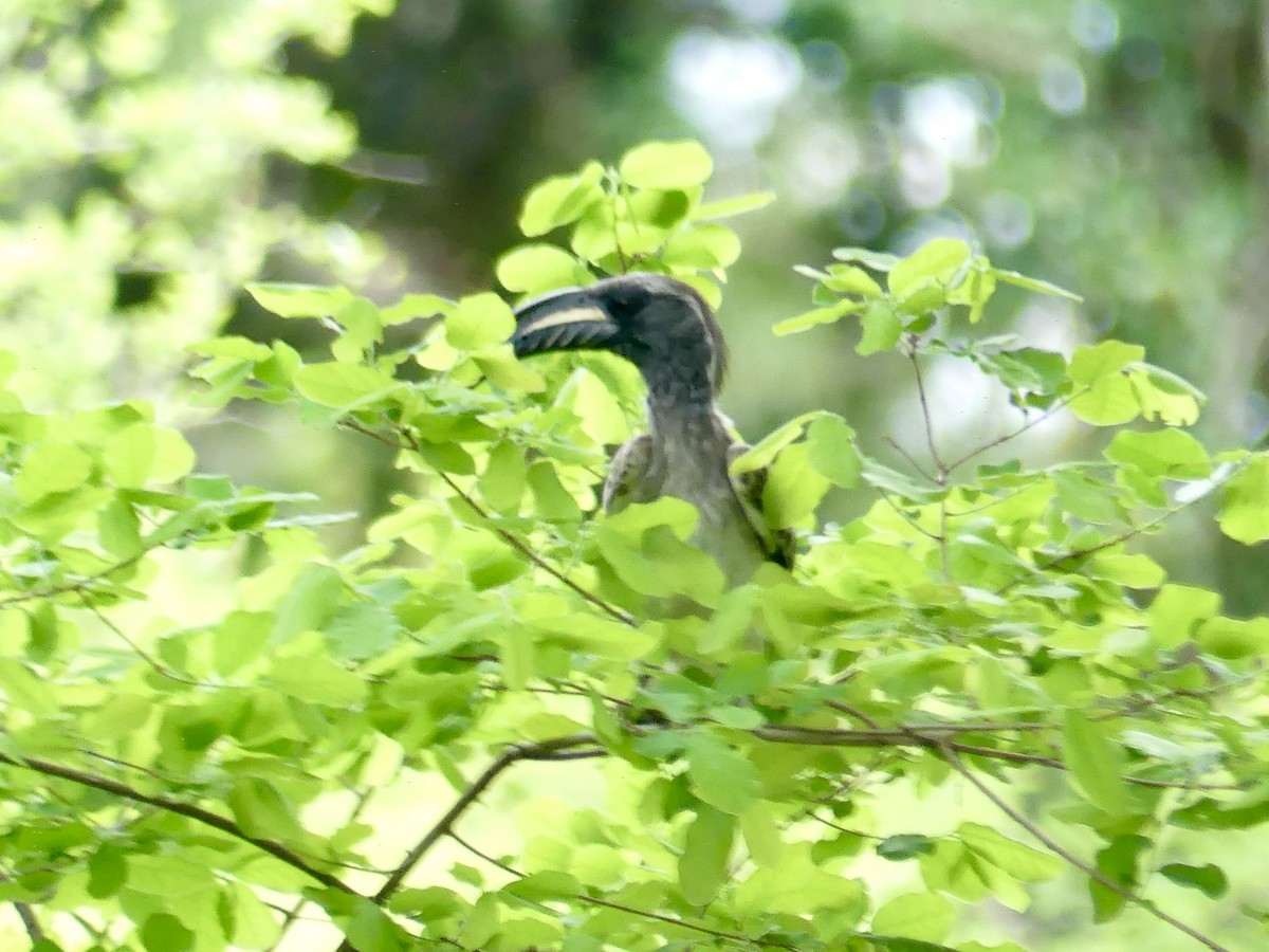 African Gray Hornbill - ML646449561