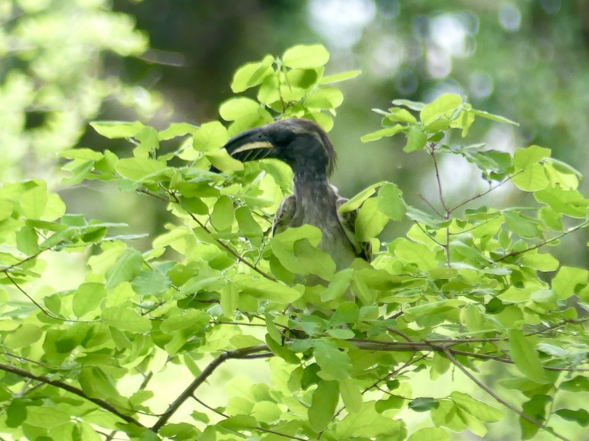 African Gray Hornbill - ML646449562
