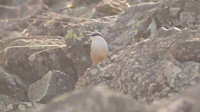 Western Rock Nuthatch - ML646449563