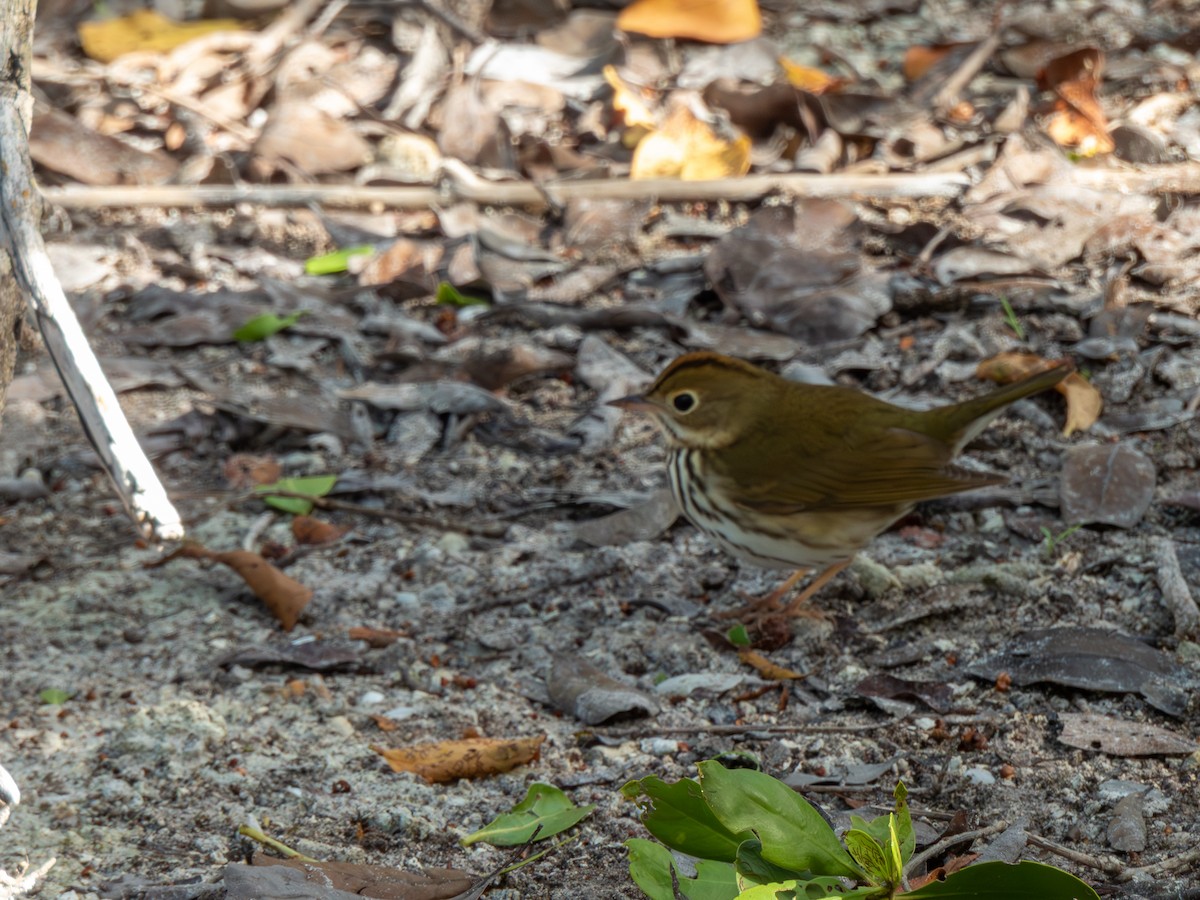 Ovenbird - ML646449564