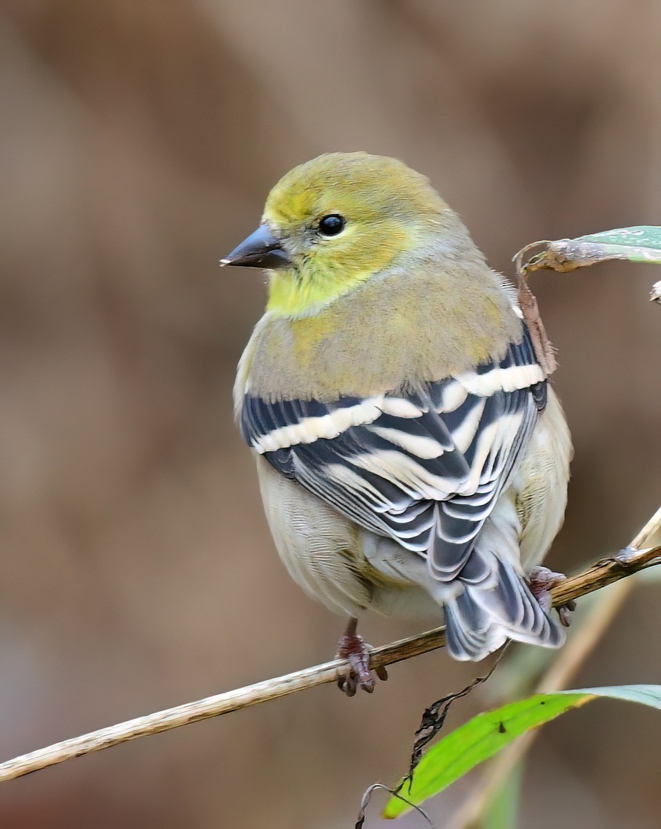 American Goldfinch - ML646449565