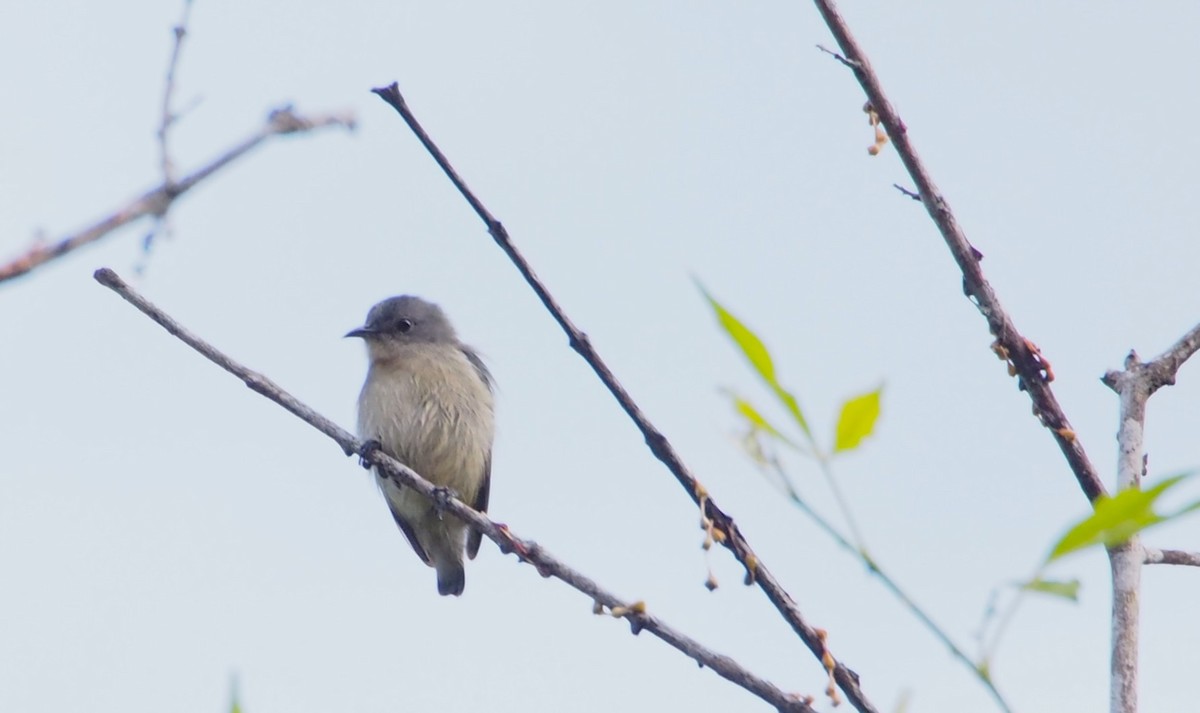 Plain Flowerpecker - ML646449566