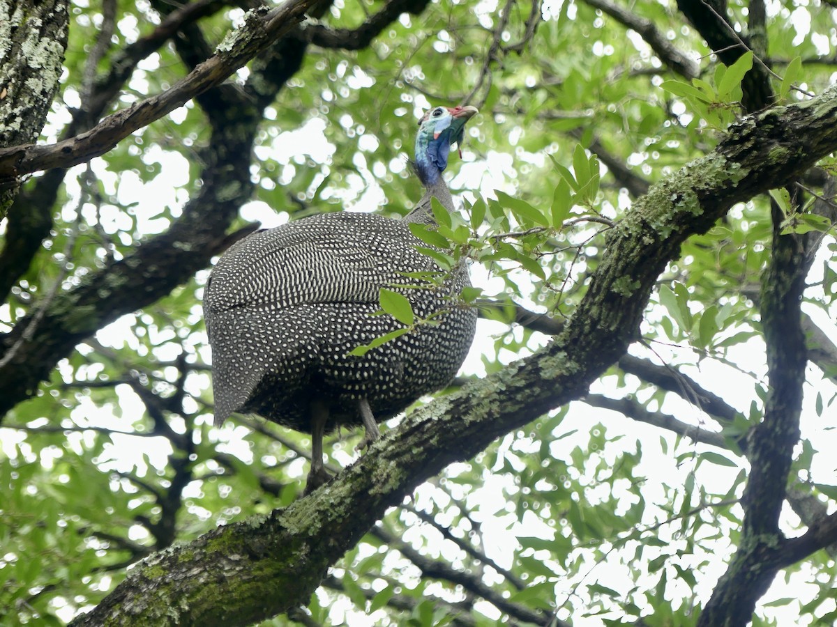 Helmeted Guineafowl - ML646449568