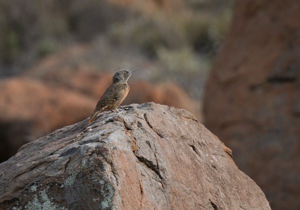 Ground Woodpecker - ML646449569