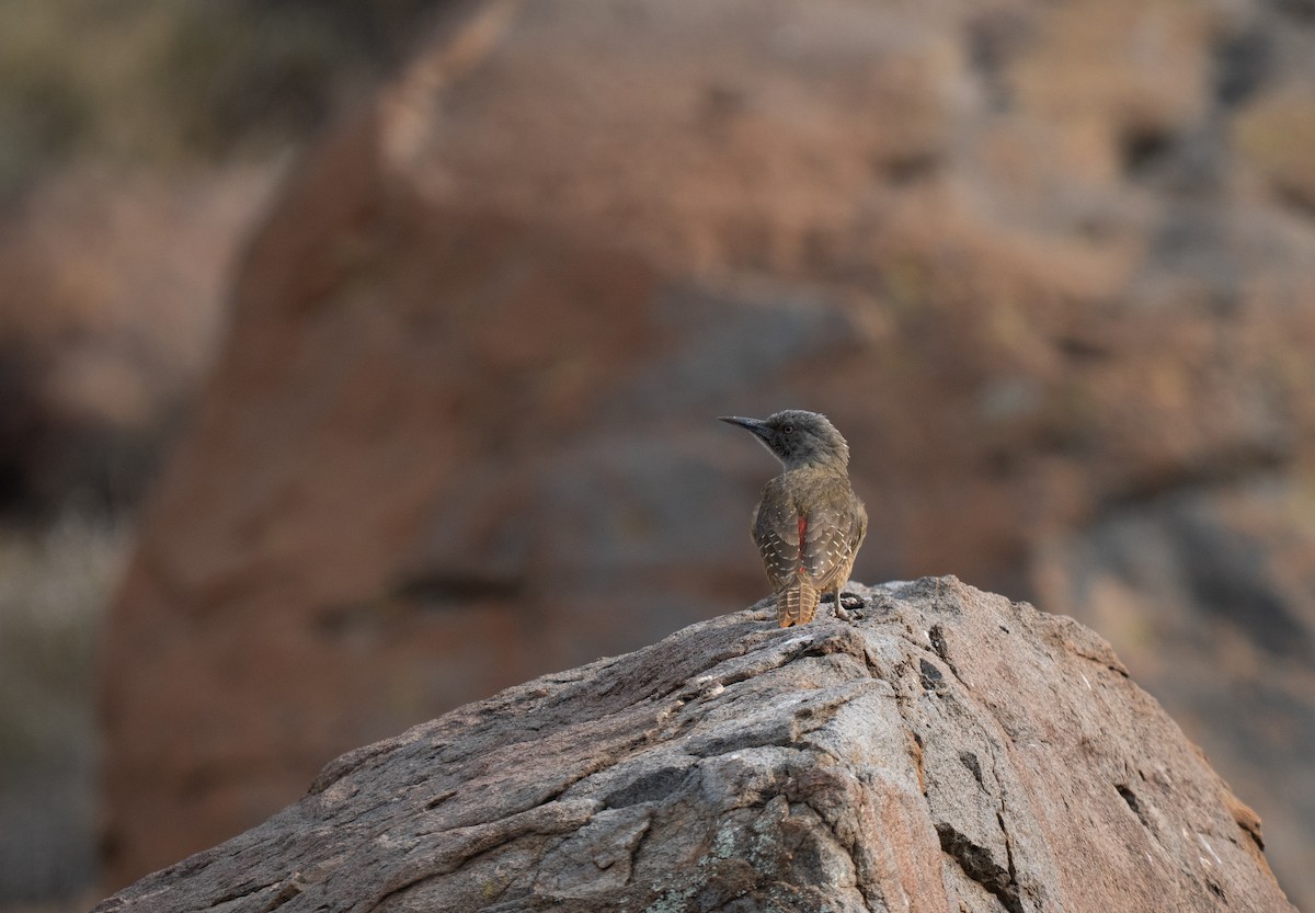 Ground Woodpecker - ML646449570