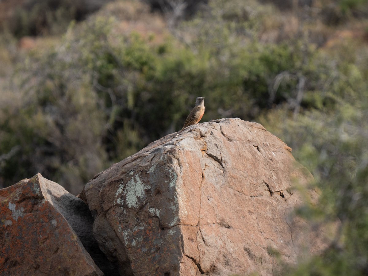 Дятел сіроголовий - ML646449572
