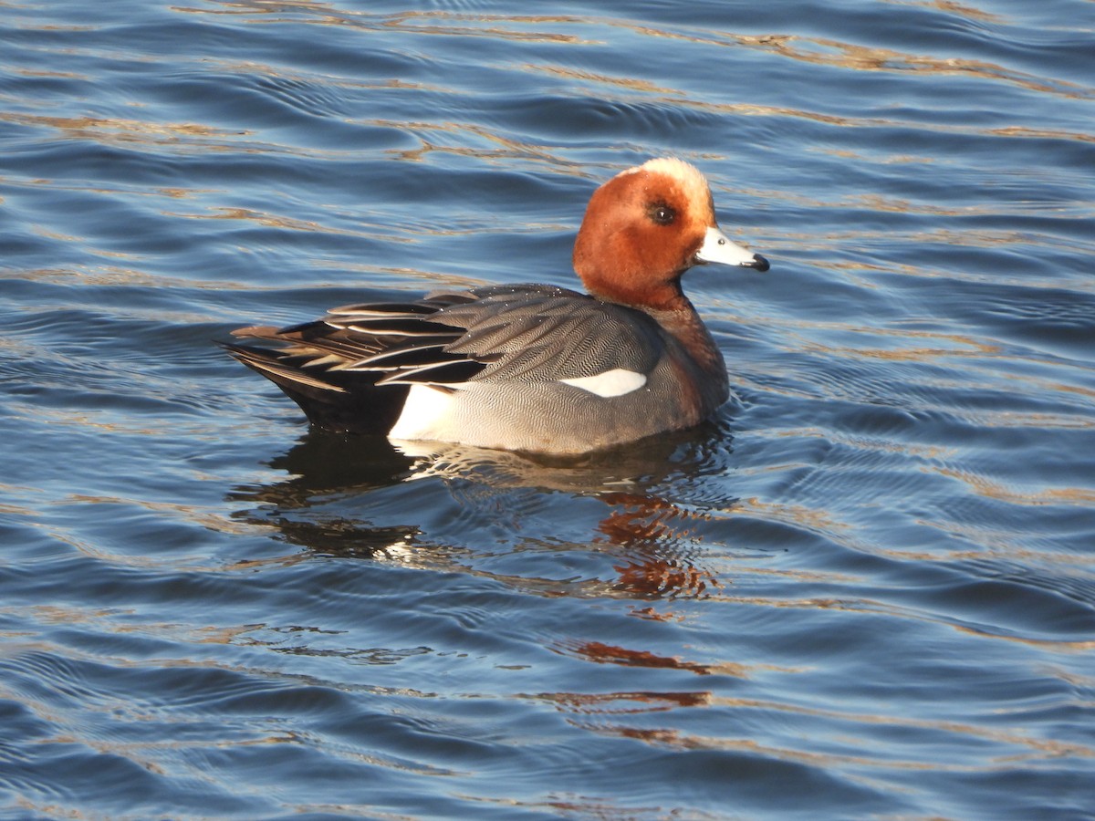 hvízdák eurasijský - ML646449575