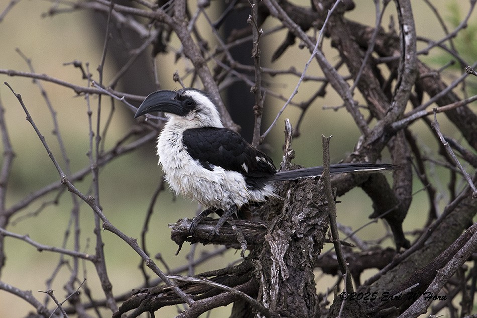 Von der Decken's Hornbill - ML646449576