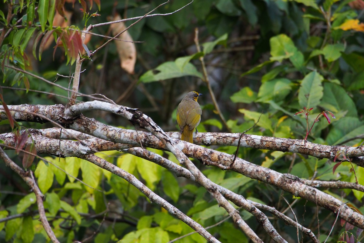 Stripe-throated Bulbul - ML646449577