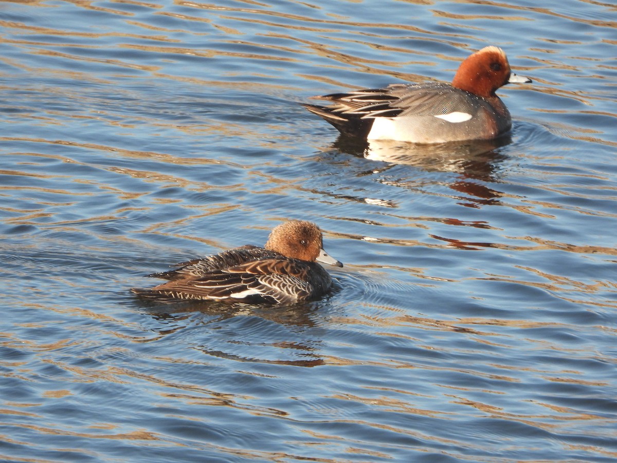 hvízdák eurasijský - ML646449579