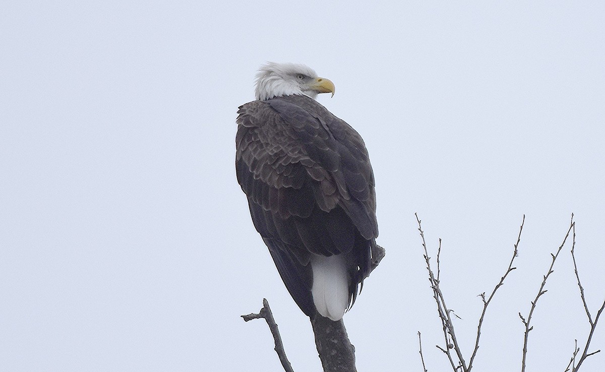 Bald Eagle - ML646449580