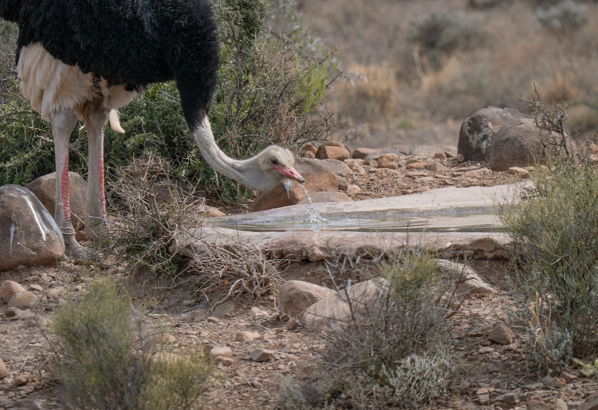 Страус африканський - ML646449581