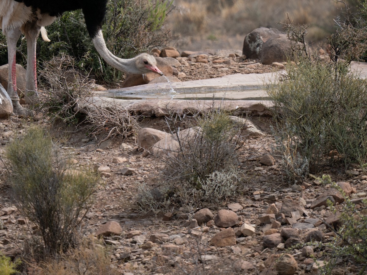 Страус африканський - ML646449582