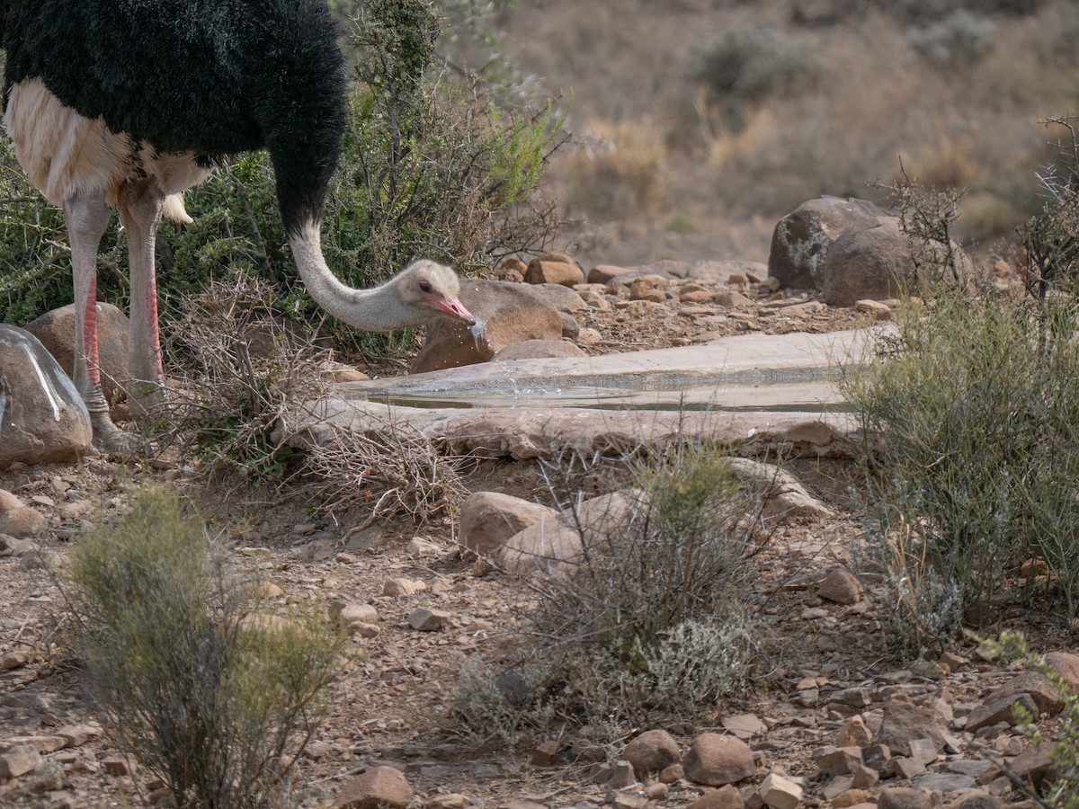 Страус африканський - ML646449583