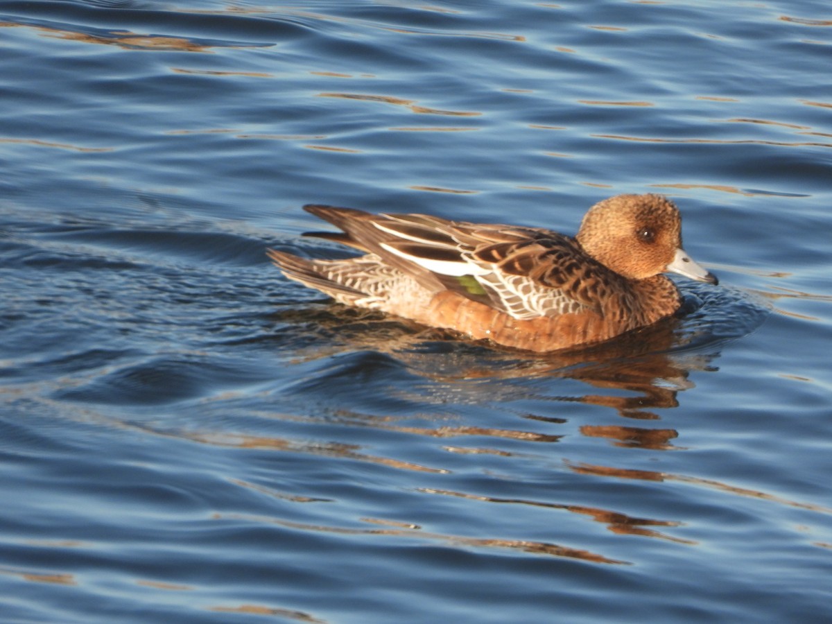 hvízdák eurasijský - ML646449585