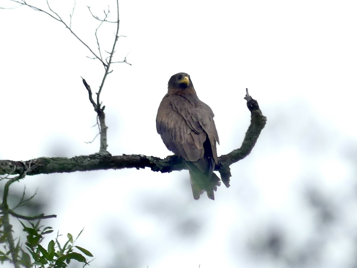 Black Kite (Yellow-billed) - ML646449586