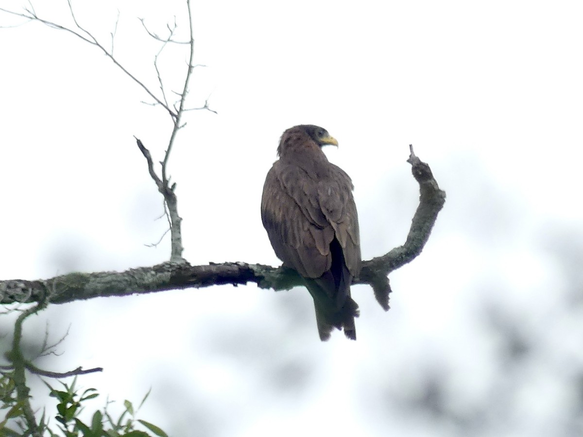Black Kite (Yellow-billed) - ML646449587