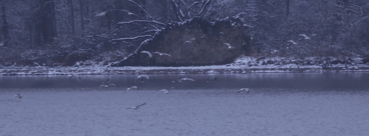Ring-billed Gull - ML646449588