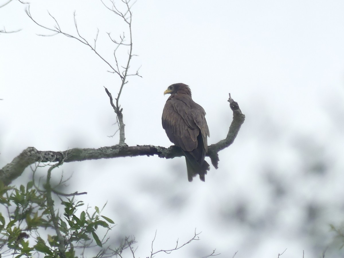 Black Kite (Yellow-billed) - ML646449589