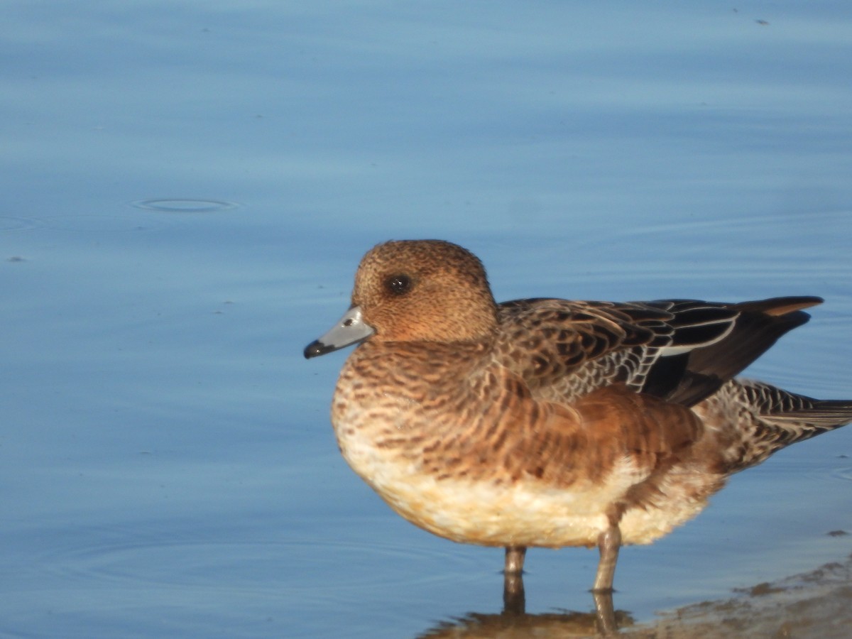 hvízdák eurasijský - ML646449590