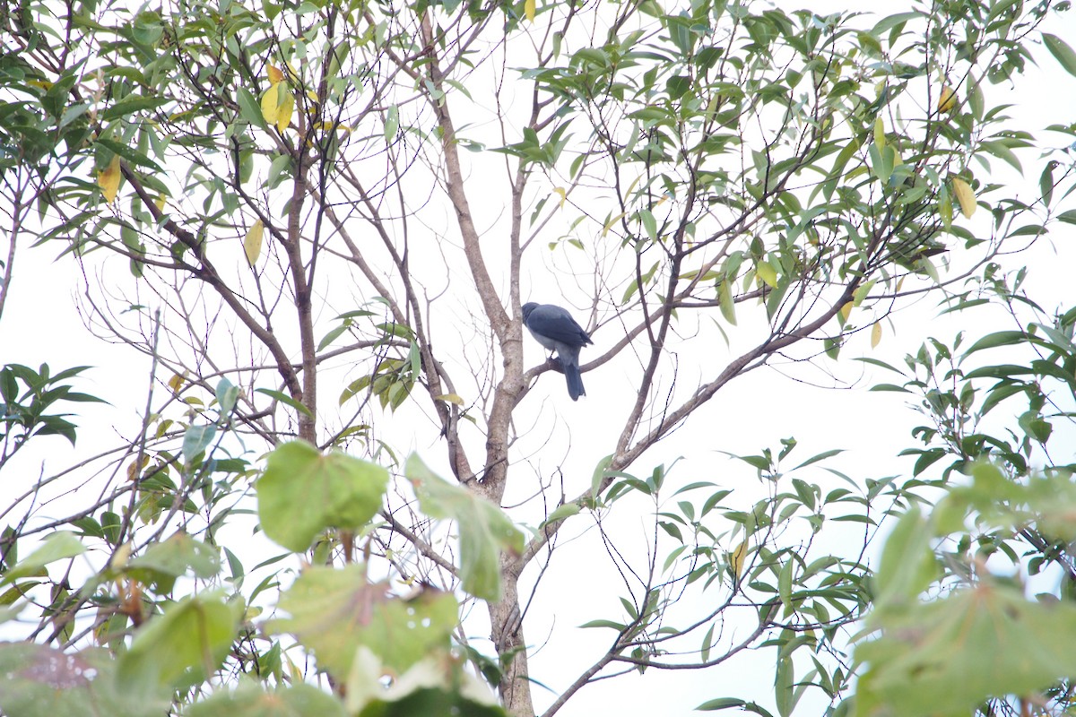 Black-winged Cuckooshrike - ML646449594