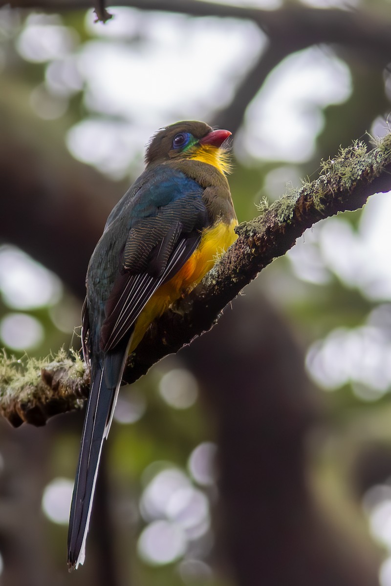 Javan Trogon - ML646449601