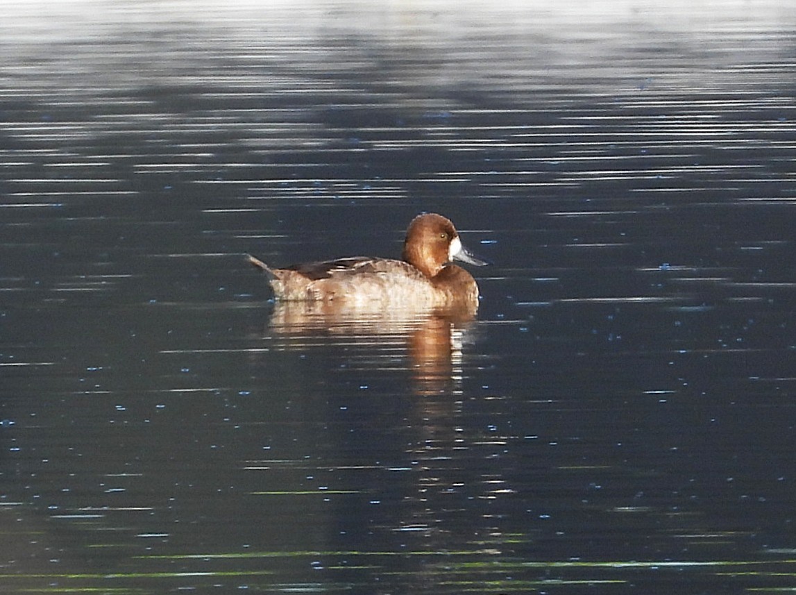 Lesser Scaup - ML646449603