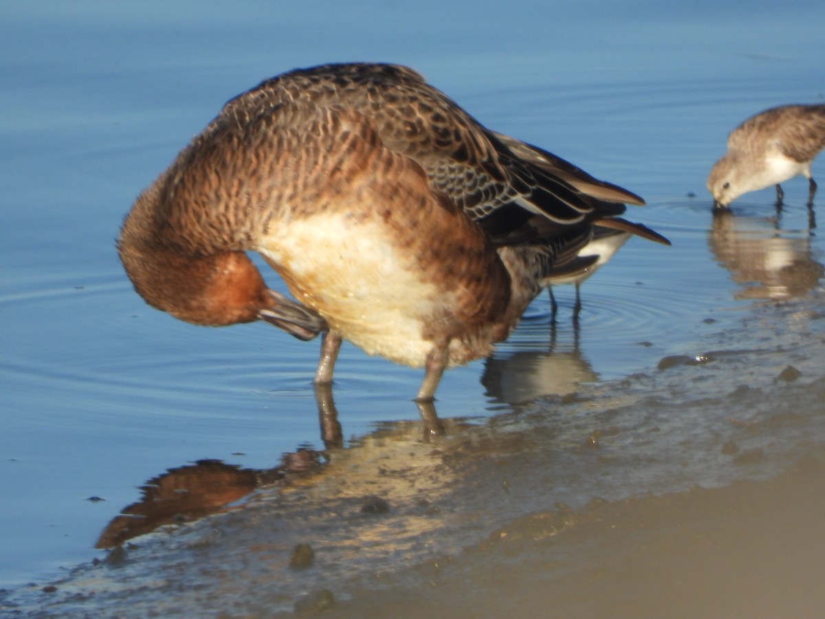 hvízdák eurasijský - ML646449607