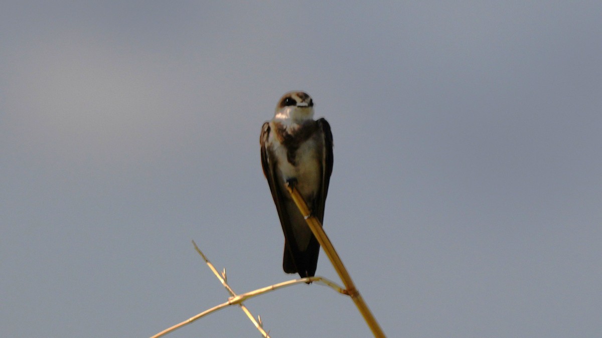 Weißbrauen-Uferschwalbe - ML646449612