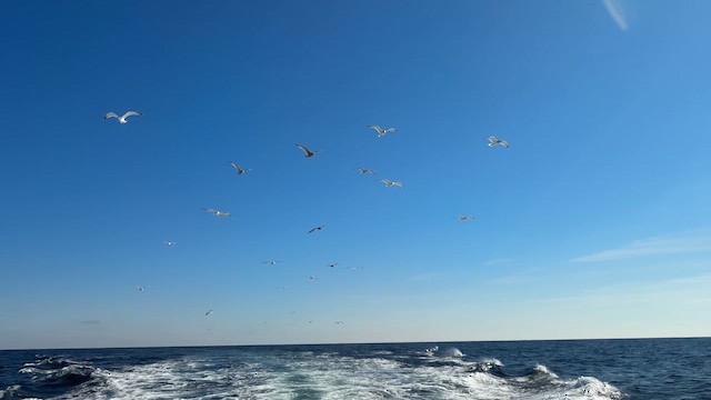 Американская чайка - ML646449613