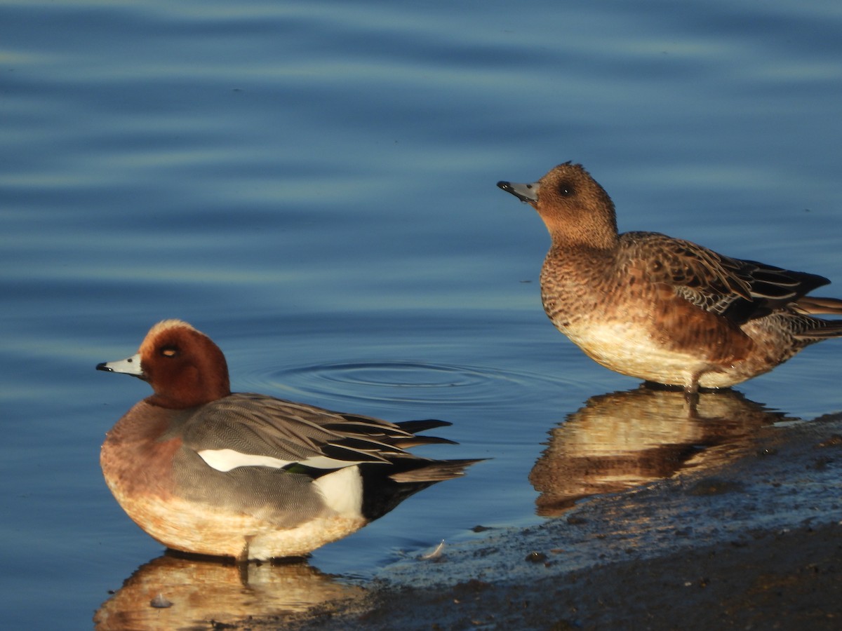 hvízdák eurasijský - ML646449614