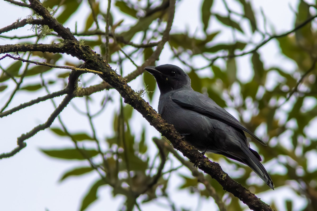 Sunda Cuckooshrike - ML646449615