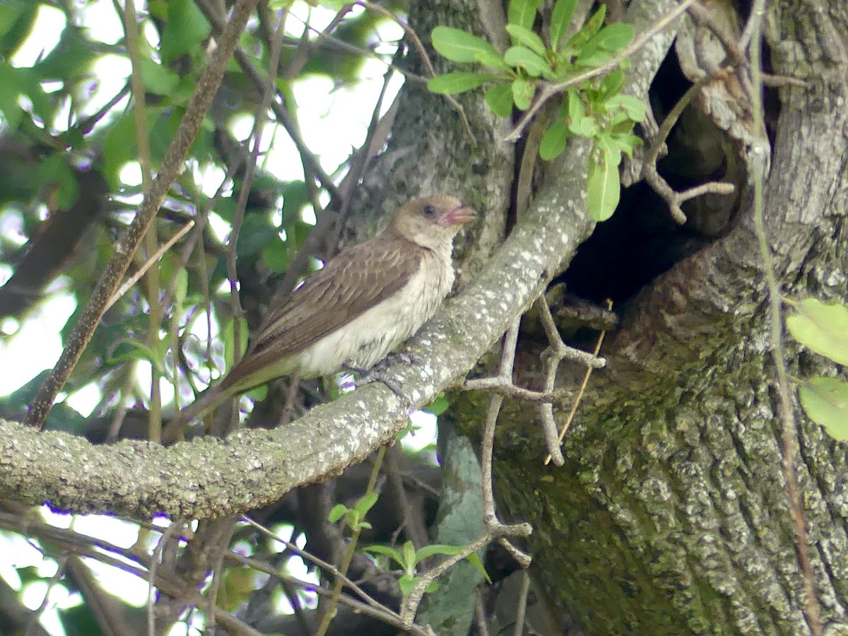 Greater Honeyguide - ML646449618