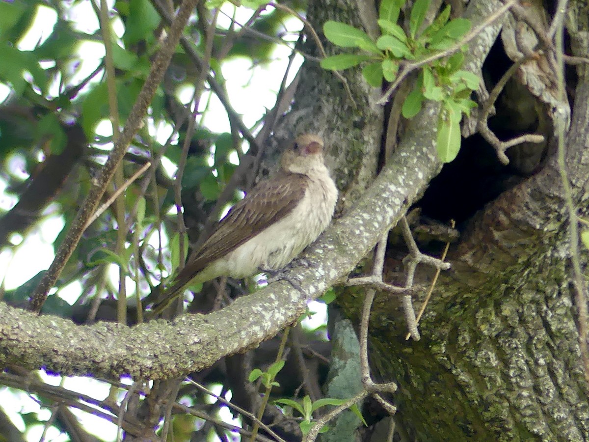 Greater Honeyguide - ML646449619