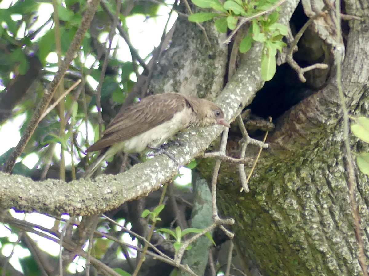 Greater Honeyguide - ML646449621