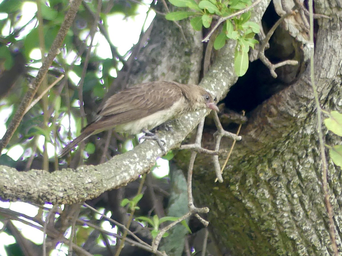 Greater Honeyguide - ML646449623