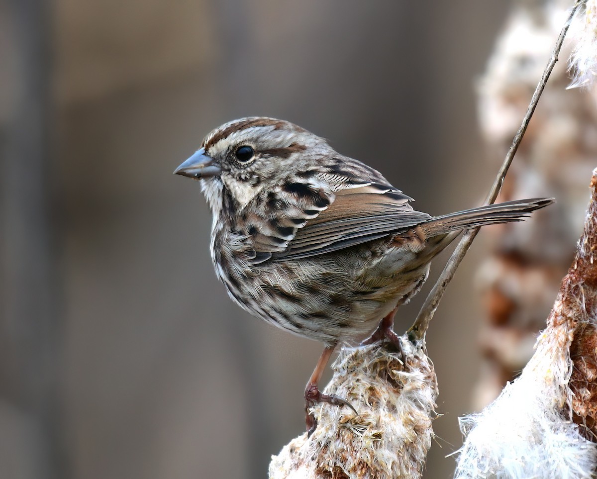 Пасовка співоча - ML646449624
