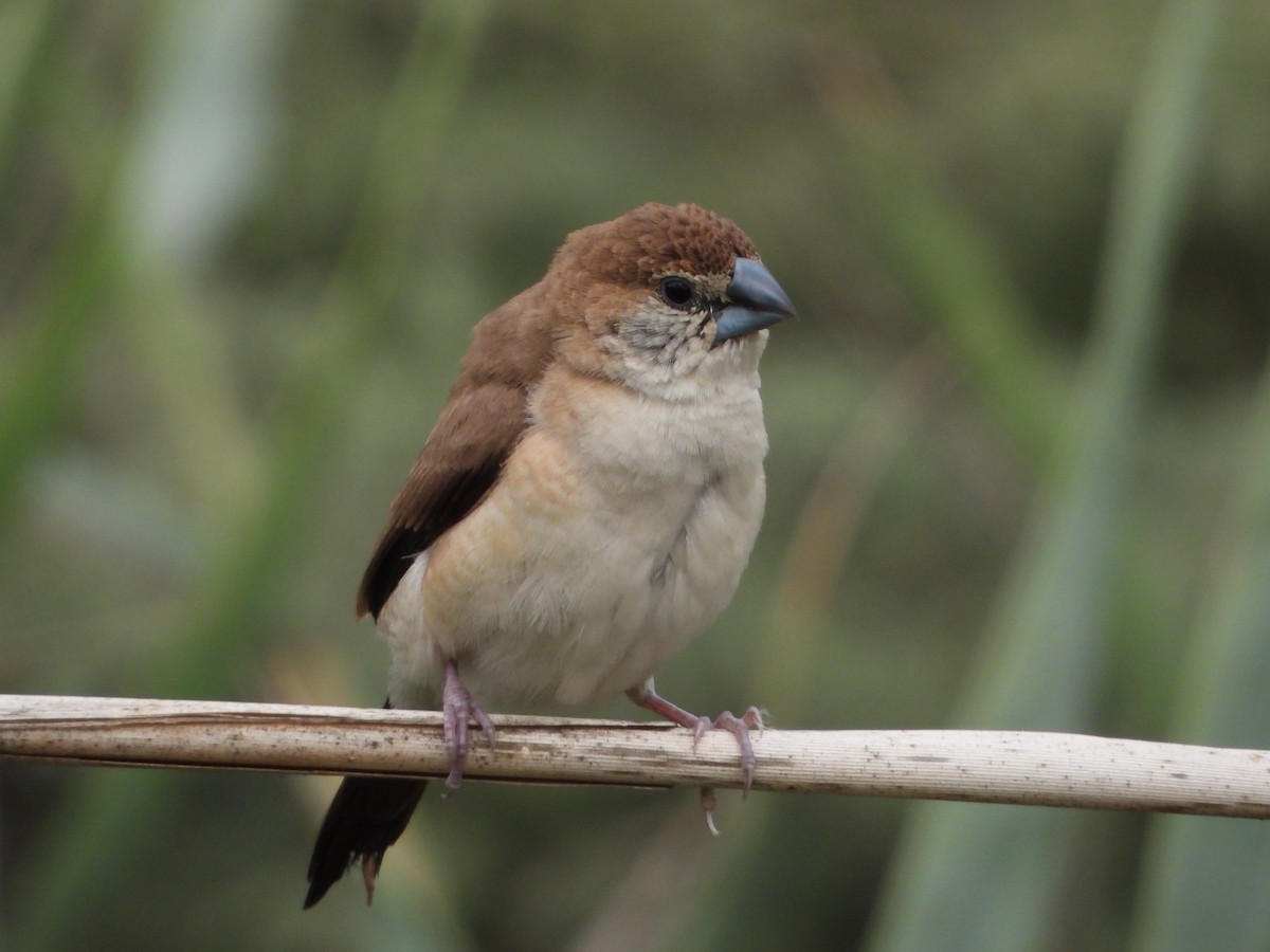 Indian Silverbill - ML646449625