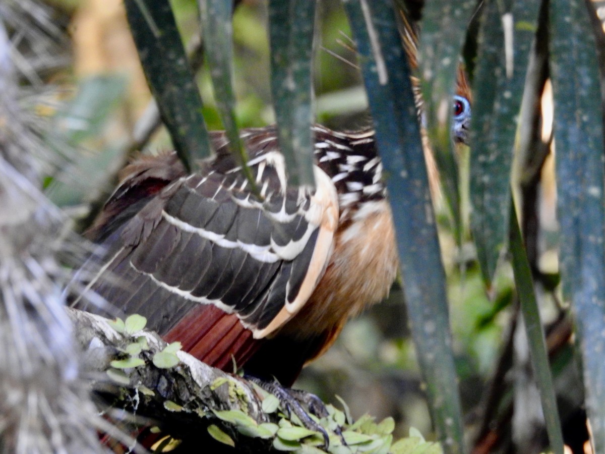 Гоацин - ML646449626